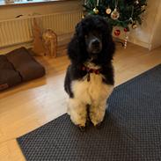 Storpuddel Spirit of Ronja Deli aka Runa