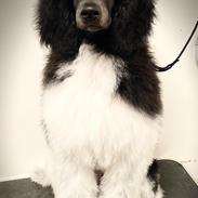 Storpuddel Spirit of Ronja Deli aka Runa