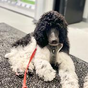 Storpuddel Spirit of Ronja Deli aka Runa