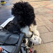 Storpuddel Spirit of Ronja Deli aka Runa