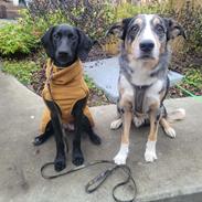 Blanding af racer Hyper