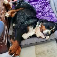 Berner sennenhund Bella