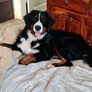 Berner sennenhund Bella