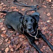 Labrador retriever Græskar * 16 03 2021 - 