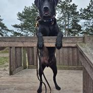 Labrador retriever Græskar * 16 03 2021 - 