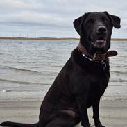 Labrador retriever Græskar * 16 03 2021 - 