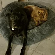 Labrador retriever Græskar * 16 03 2021 - 