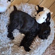 Dvaergschnauzer Alma