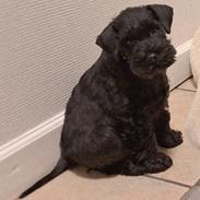 Dvaergschnauzer Alma