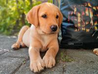 Labrador retriever Amber