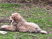 Tibetansk mastiff Goldie