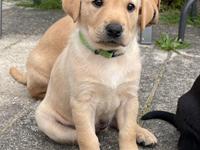 Labrador retriever Lab Showtime&#39;s Crunchy Walnut (Dublin) 