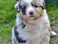 Australian shepherd Maicy