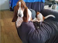 Basset hound Bellatrix