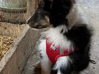 Shetland sheepdog Soffi