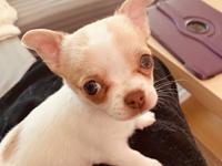 Chihuahua Zimba