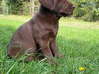 Labrador retriever Balder