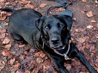 Labrador retriever Græskar * 16 03 2021 - 