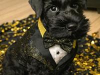 Dvaergschnauzer Alma
