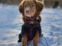 Nova scotia duck tolling retriever Koa