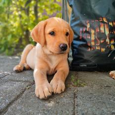 Labrador retriever Amber