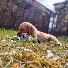Labrador retriever Amber