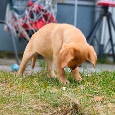 Labrador retriever Amber