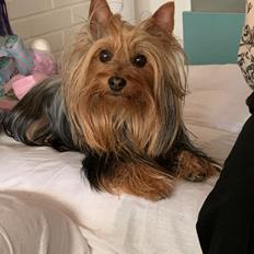 Australian silky terrier Enga’s Middle of the Night