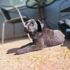 Labrador retriever Ace