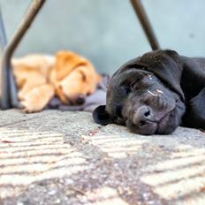 Labrador retriever Ace