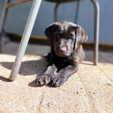 Labrador retriever Ace