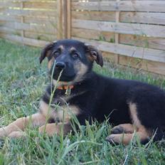 Schæferhund Kenzi.