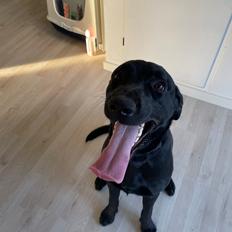 Labrador retriever Bamse