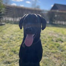 Labrador retriever Bamse