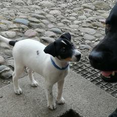 Dansk svensk gaardhund Jagger (Jack)