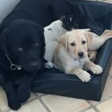Labrador retriever Gule