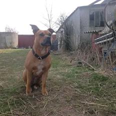 Amerikansk staffordshire terrier Cuba 