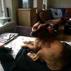 Amerikansk staffordshire terrier Cuba 