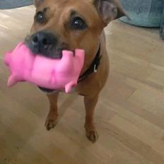 Amerikansk staffordshire terrier Cuba 