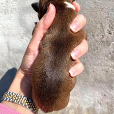 Staffordshire bull terrier Hedam Allstars Sarafina