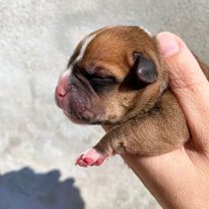 Staffordshire bull terrier Hedam Allstars Sarafina