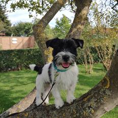 Jack russell terrier Tim 