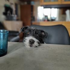 Jack russell terrier Tim 