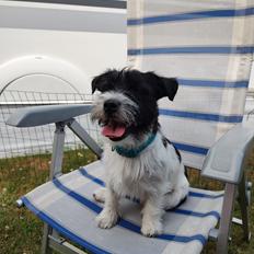 Jack russell terrier Tim 