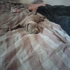 American Bully Molly