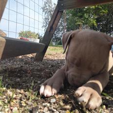 American Bully Molly