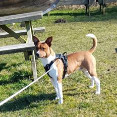 Rat Terrier ELLY PLUMP´S KLAUS KRANSEKAGE