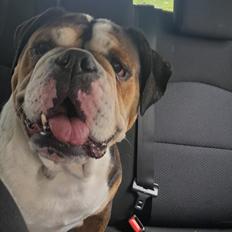 Olde english bulldogge Mysli