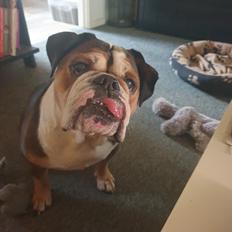 Olde english bulldogge Mysli