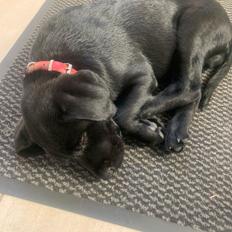 Labrador retriever Angus (fodervært, servicehundeforningen)